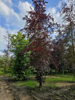 Afbeelding Große Rotbuche als ausgewachsener Solitär zu ve... - Fagus sylvatica 'Atropunicea'