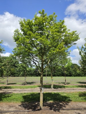 Afbeelding Japanse esdoorn boomvorm - Acer palmatum