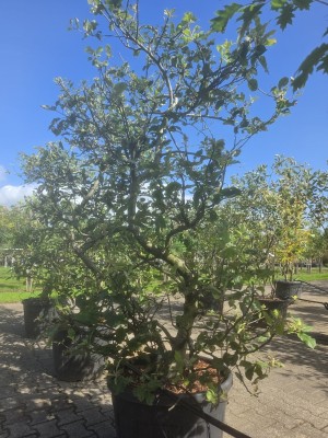Afbeelding rode langwerpige handappel - Malus domestica 'Starking Delicious'