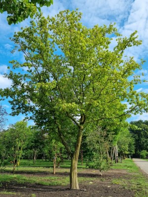 Afbeelding Haagbeuk - Carpinus betulus