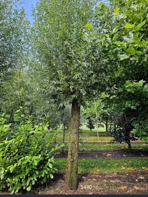 Afbeelding Hollandse knotwilg - Salix Alba