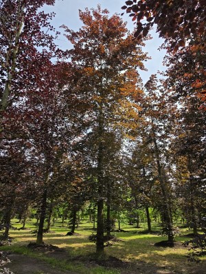 Afbeelding Rode beuk - Fagus sylvatica 'Atropunicea'