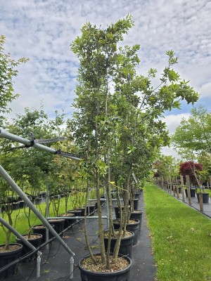 Afbeelding Steeneik - Quercus ilex