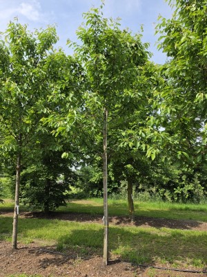 Afbeelding Kers 'Regina' - Prunus avium 'Regina'