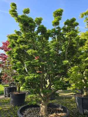 Afbeelding Japanischer Ahorn - Acer palmatum 'Shishigashira'