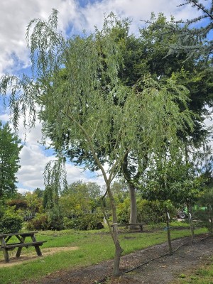 Afbeelding Treurwilg - Salix x sepulcralis 'Chrysocoma'