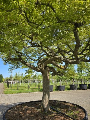Afbeelding Japanischer Ahorn - Acer palmatum 'Dissectum'