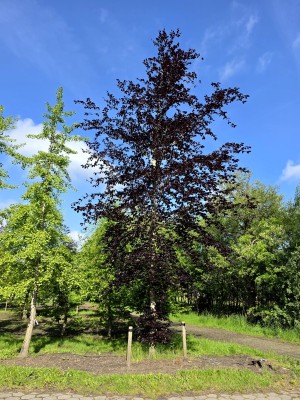 Afbeelding Blutbuche - Fagus sylvatica 'Atropunicea'