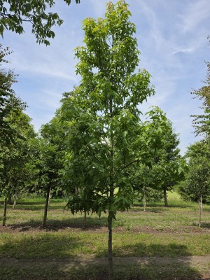Afbeelding Amberboom Palo Alto als halfstam - Liquidambar styraciflua 'Palo Alto'
