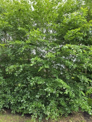 Afbeelding Groene beuk als struikboom - Fagus sylvatica