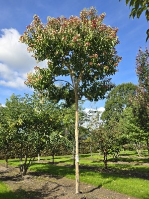 Afbeelding Sieben-Söhne-des-Himmels-Baum - Heptacodium miconioides