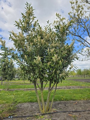 Afbeelding Laurierkers 'Caucasica' - Prunus laurocerasus 'Caucasica'