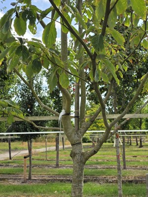 Afbeelding Riesen-Hartriegel - Cornus controversa
