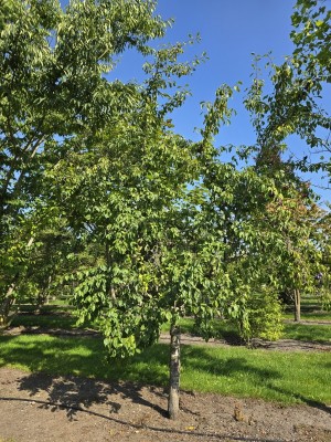 Afbeelding Hauszwetsche blauwe pruim - Prunus domestica Hauszwetsche