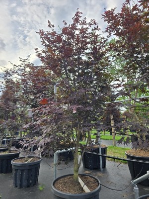 Afbeelding Japanischer Ahorn - Acer palmatum 'Red Emperor'