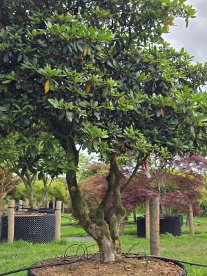 Afbeelding Rhododendron catawbiense 'Grandiflorum' - Rhododendron 'Catawbiense Grandiflorum
