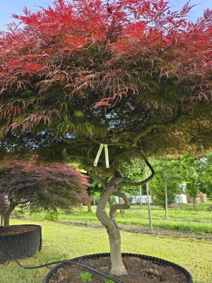 Afbeelding Japanse esdoorn 'Garnet' - Acer palmatum 'Garnet'