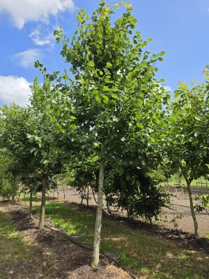 Afbeelding Winterlinde Greenspire - Tilia cordata 'Greenspire'