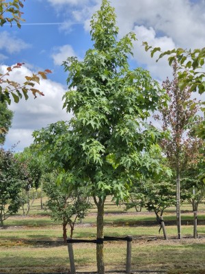 Afbeelding Amberboom - Liquidambar styraciflua