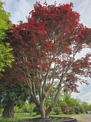 Afbeelding Japanse esdoorn - Acer palmatum 'Atropurpureum'