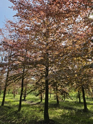 Afbeelding Rode beuk - Fagus sylvatica 'Atropunicea'