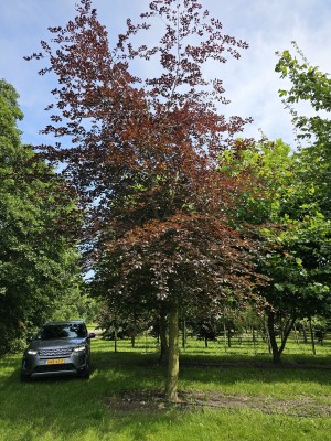 Afbeelding Ruige Rode Beuk - Fagus sylvatica 'Atropunicea'