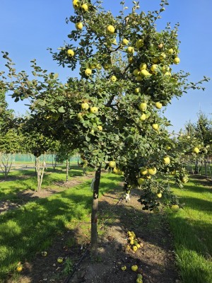 Afbeelding Appelvormige Kweepeer - Cydonia Oblonga 'Leskovacz'