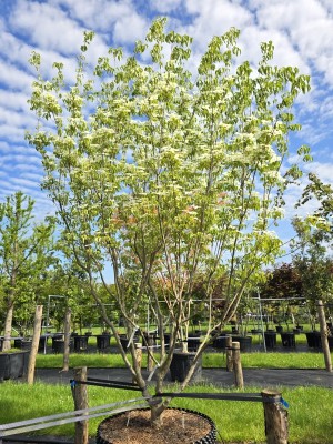 Afbeelding Japanse grootbloemige kornoelje - Cornus kousa 'Milky Way'
