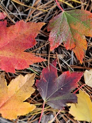 Afbeelding Herbstfärbender amerikanischer Ahorn - Acer rubrum 'Brandywine'