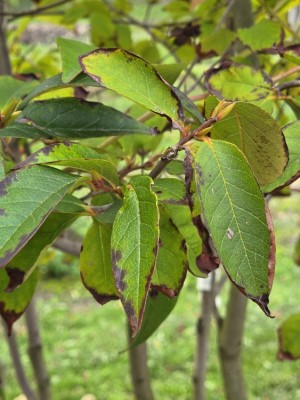 Afbeelding Schijncamelia - Stewartia Rostrata