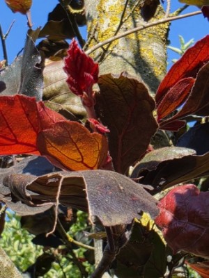 Afbeelding Rode beuk met dieprood blad - Fagus sylvatica 'Riversii'