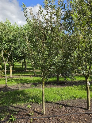 Afbeelding Rote Goudreinet - Malus domestica 'Rode Boskoop'