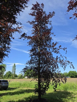 Afbeelding Rode beuk - Fagus sylvatica 'Atropunicea'
