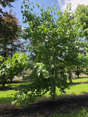 Afbeelding Amberboom op voetstam - Liquidambar styraciflua op voetstam