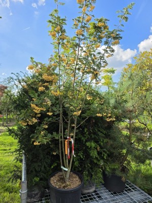 Afbeelding Meerstammige lijsterbes - Sorbus 'Joseph Rock'