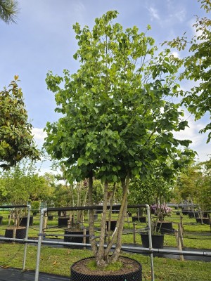 Afbeelding Turkse Hazelaar - Corylus colurna