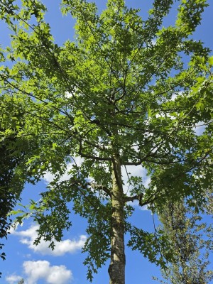 Afbeelding Sumpfeiche - Quercus Palustris