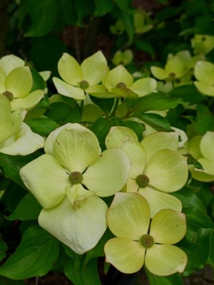 Afbeelding Großblütiger Hartriegel - Cornus nuttallii (Venus)