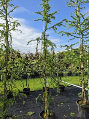 Afbeelding Kronkel lariks - Larix kaempferi 'Diana'