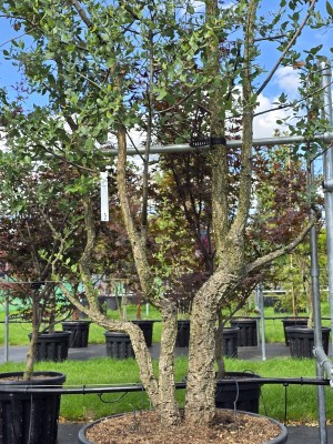 Afbeelding Kurkeik - Quercus Suber