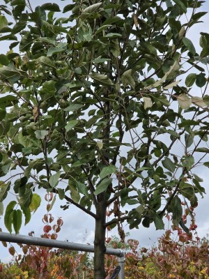 Afbeelding Elstar hoogstamboom - Malus domestica 'Elstar'