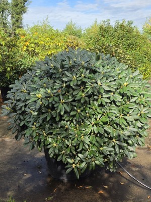 Afbeelding Japanse Rododendron met rood-roze bloei - Rhododendron Yakushimanum 'Sonatine'