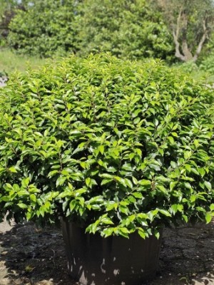 Afbeelding Portugese laurier bolvorm XL - Prunus Lusitanica