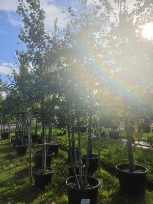 Afbeelding Winterlinde mehrstämmig - Tilia cordata