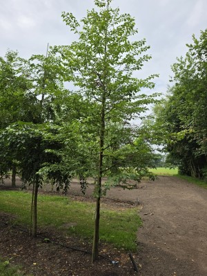 Afbeelding Storaxboom - Styrax japonicus