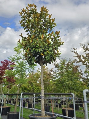 Afbeelding Magnolia grandiflora 'Galissonnière' - Magnolia grandiflora 'Galissonnière'