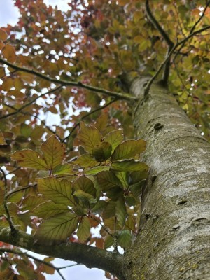 Afbeelding Rode beuk als solitair - Fagus sylvatica 'Atropunicea'