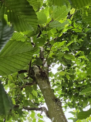 Afbeelding Haagbeuk als klimboom - Carpinus Betulus