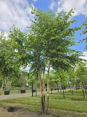 Afbeelding Zwarte berk - Betula nigra