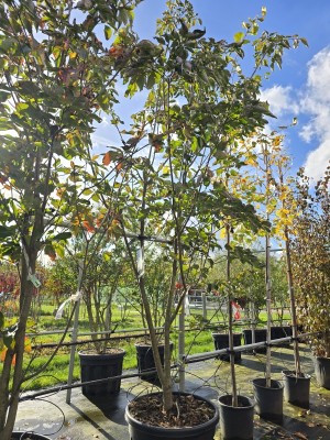 Afbeelding Großblütiger Hartriegel - Cornus nuttallii (Venus)